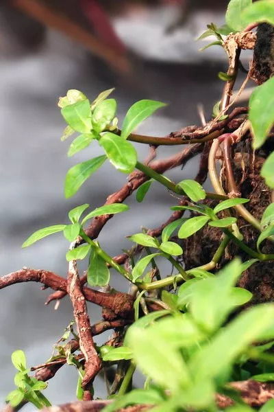 攝影作品 炮局胡同 山溪的理想是大海