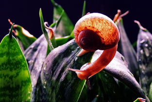 老驥伏櫪 小蝸牛專輯的時代回響